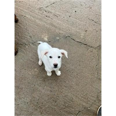 BALLAO - 380260044327633