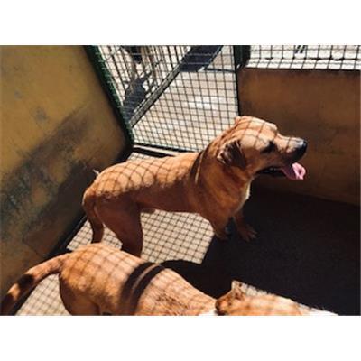 SELARGIUS - CANE - Microchip 380260043402051