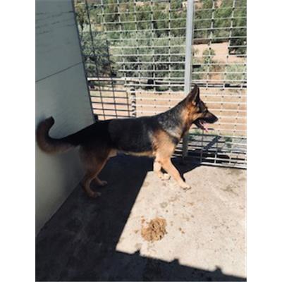 DOLIANOVA - CANE - Microchip 380260044327450