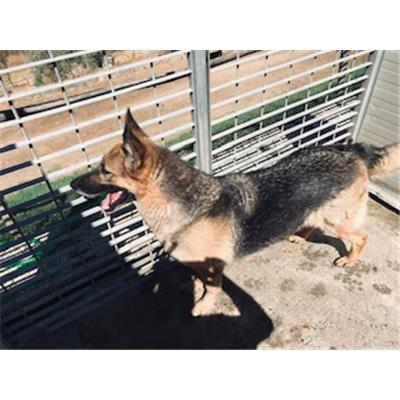 DOLIANOVA - CANE - Microchip 380260044291075