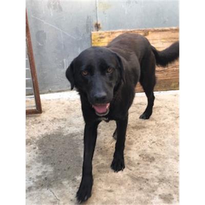 SINNAI - 380260044266030