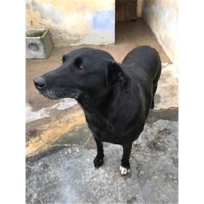 DOLIANOVA - CANE - Microchip 380260004576026