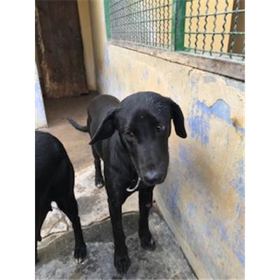 DOLIANOVA - CANE - Microchip 380260004576018
