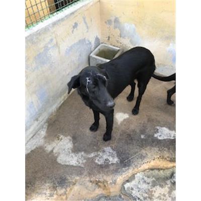 DOLIANOVA - CANE - Microchip 380260004576027