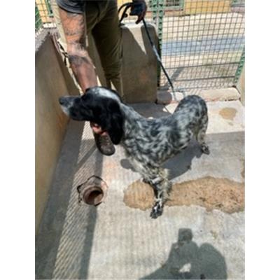 SINNAI - CANE - Microchip 380260004583774