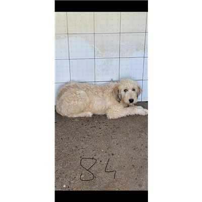 DOLIANOVA - CANE - Microchip 380260004583784
