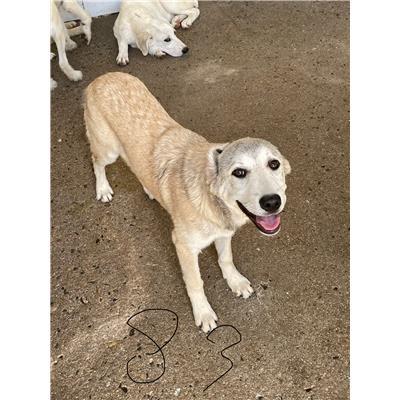 DOLIANOVA - CANE - Microchip 380260004583783