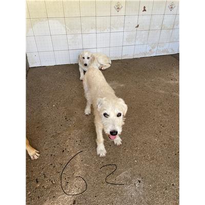 SINNAI - CANE - Microchip 380260004582862