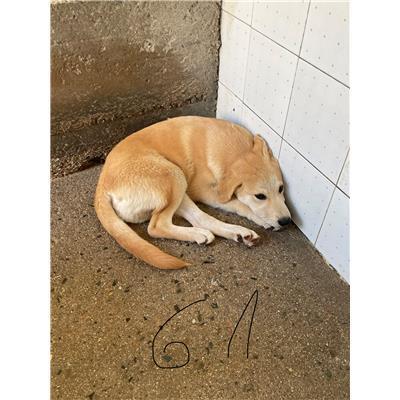 SINNAI - CANE - Microchip 380260004582861