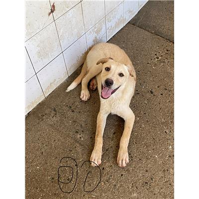 SINNAI - CANE - Microchip 380260004582900
