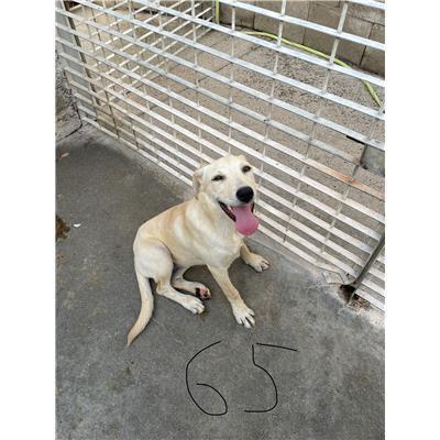 SINNAI - CANE - Microchip 380260004582865
