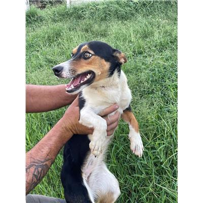 DOMUS DE MARIA - CANE - Microchip 380260004575290