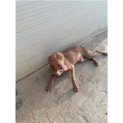 SERRAMANNA - CANE - Microchip 380260004580796
