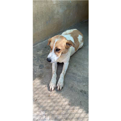 NURAMINIS - CANE - Microchip 380260043040811