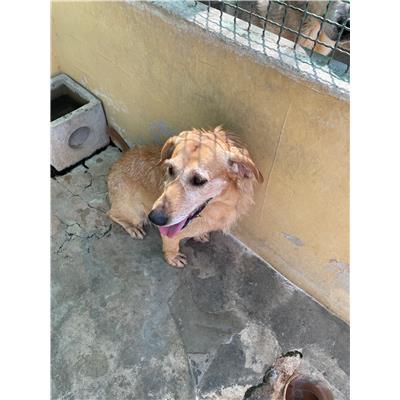 NURAMINIS - CANE - Microchip 380260043475436