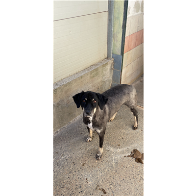 NURAMINIS - CANE - Microchip 380260043048330
