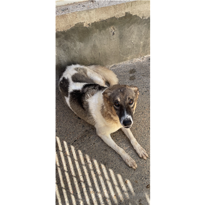 NURAMINIS - CANE - Microchip 380260043040597