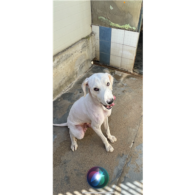 NURAMINIS - CANE - Microchip 380260044290678