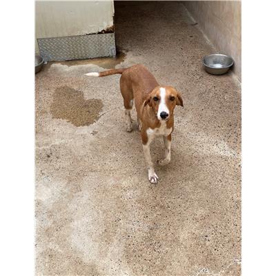 SARROCH - CANE - Microchip 380260004575297
