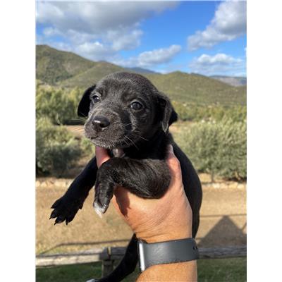 BALLAO - CANE - Microchip 380260004575307