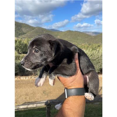 BALLAO - CANE - Microchip 380260004575308