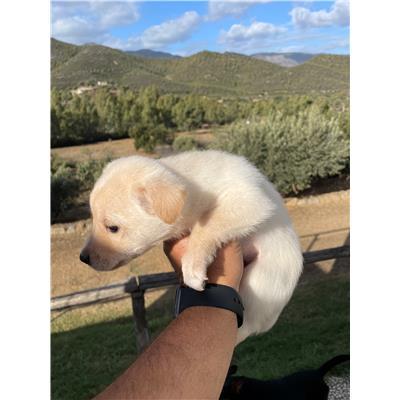 BALLAO - CANE - Microchip 380260004575309