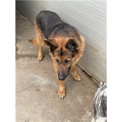 DOLIANOVA - CANE - Microchip 380260004584703