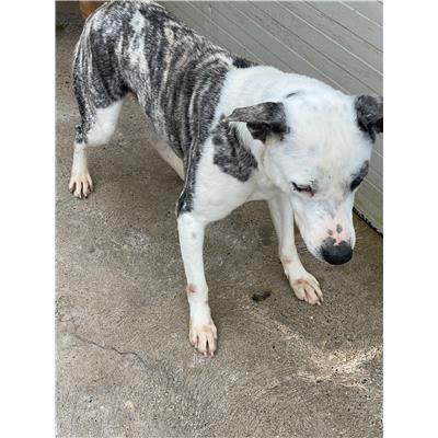 QUARTU SANT'ELENA - CANE - Microchip 380260004584702