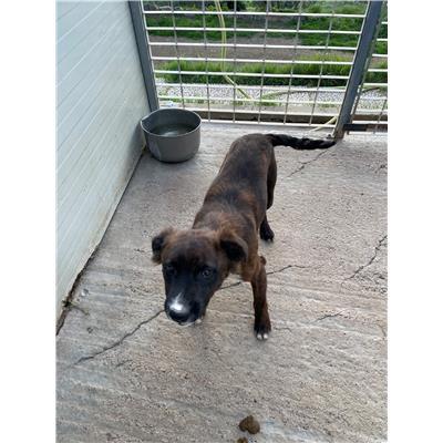 QUARTU SANT'ELENA - CANE - Microchip 380260004812358
