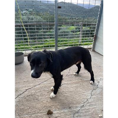 QUARTU SANT'ELENA - CANE - Microchip 380260004812359