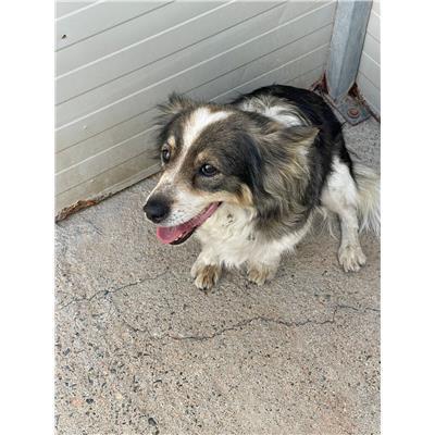 COMUNE DI GESICO - CANE - Microchip 380260004575294