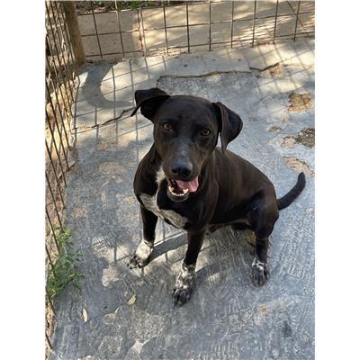 NURAMINIS - CANE - Microchip 380260004575292