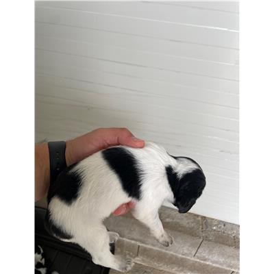 COMUNE DI SENORBI - CANE - Microchip 380260004575302