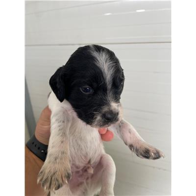 COMUNE DI SENORBI - 380260004575302