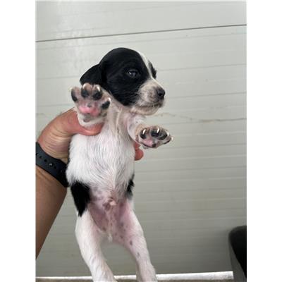 COMUNE DI SENORBI - CANE - Microchip 380260004575304