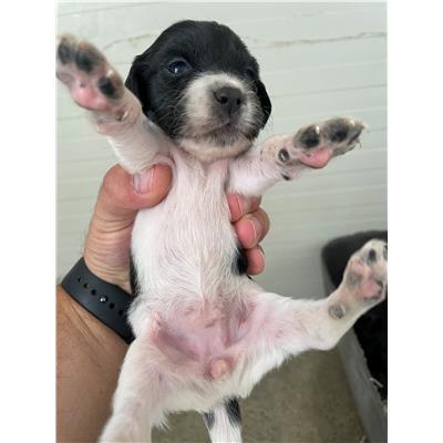 COMUNE DI SENORBI - CANE - Microchip 380260004575305
