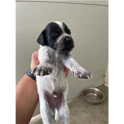 COMUNE DI SENORBI - CANE - Microchip 380260004575306