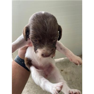 COMUNE DI SENORBI - CANE - Microchip 380260004575300