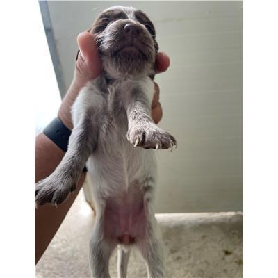 COMUNE DI SENORBI - CANE - Microchip 380260004585052