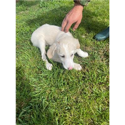 CAPOTERRA - CANE - Microchip 380260170394560