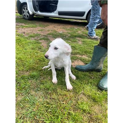 CAPOTERRA - CANE - Microchip 380260170394579
