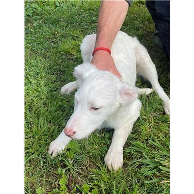 CAPOTERRA - CANE - Microchip 380260170394570