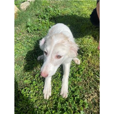 CAPOTERRA - CANE - Microchip 380260170394566
