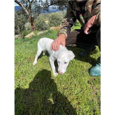CAPOTERRA - CANE - Microchip 380260170394270