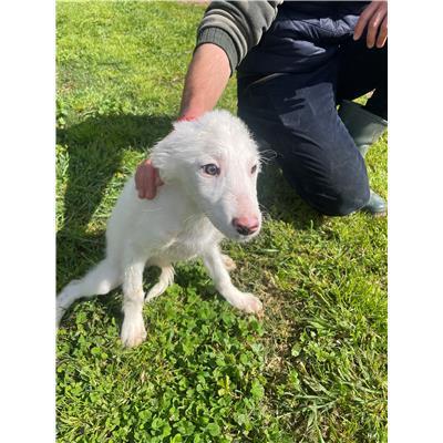 CAPOTERRA - CANE - Microchip 380260170394574