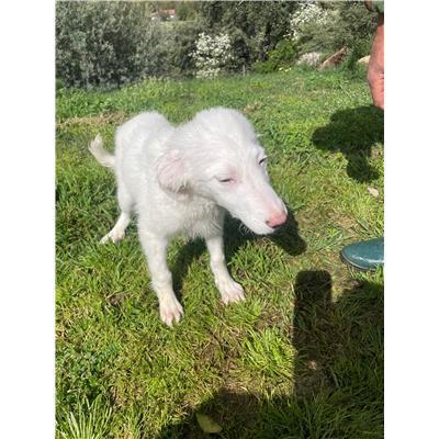 CAPOTERRA - CANE - Microchip 380260170394565