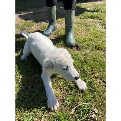 CAPOTERRA - CANE - Microchip 380260170394269