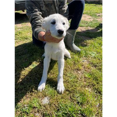 CAPOTERRA - CANE - Microchip 380260170394277
