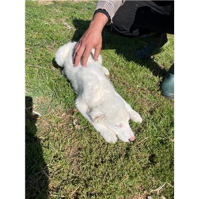 CAPOTERRA - CANE - Microchip 380260170394264