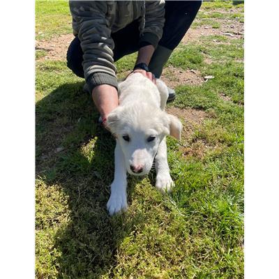CAPOTERRA - CANE - Microchip 380260170394273